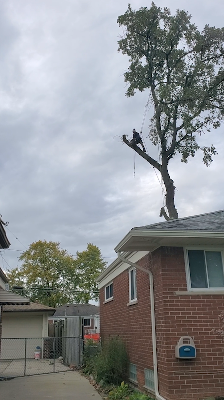 Tree climber cutting high branches