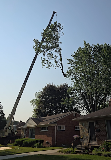 Video of crane-assisted tree removal